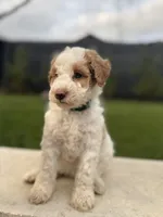 Ms. Teal, a female Miniature Aussiedoodle for sale in San Antonio, TX – Photo 3 of 5