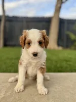 Ms. Yellow, a female Miniature Aussiedoodle for sale in San Antonio, TX – Photo 1 of 3