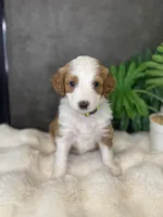 Ms. Yellow, a female Miniature Aussiedoodle for sale in San Antonio, TX – Photo 3 of 3