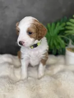 Ms. Yellow, a female Miniature Aussiedoodle for sale in San Antonio, TX – Photo 2 of 3
