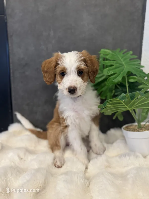Ms. Yellow – Miniature Aussiedoodle puppy for sale in San Antonio, TX