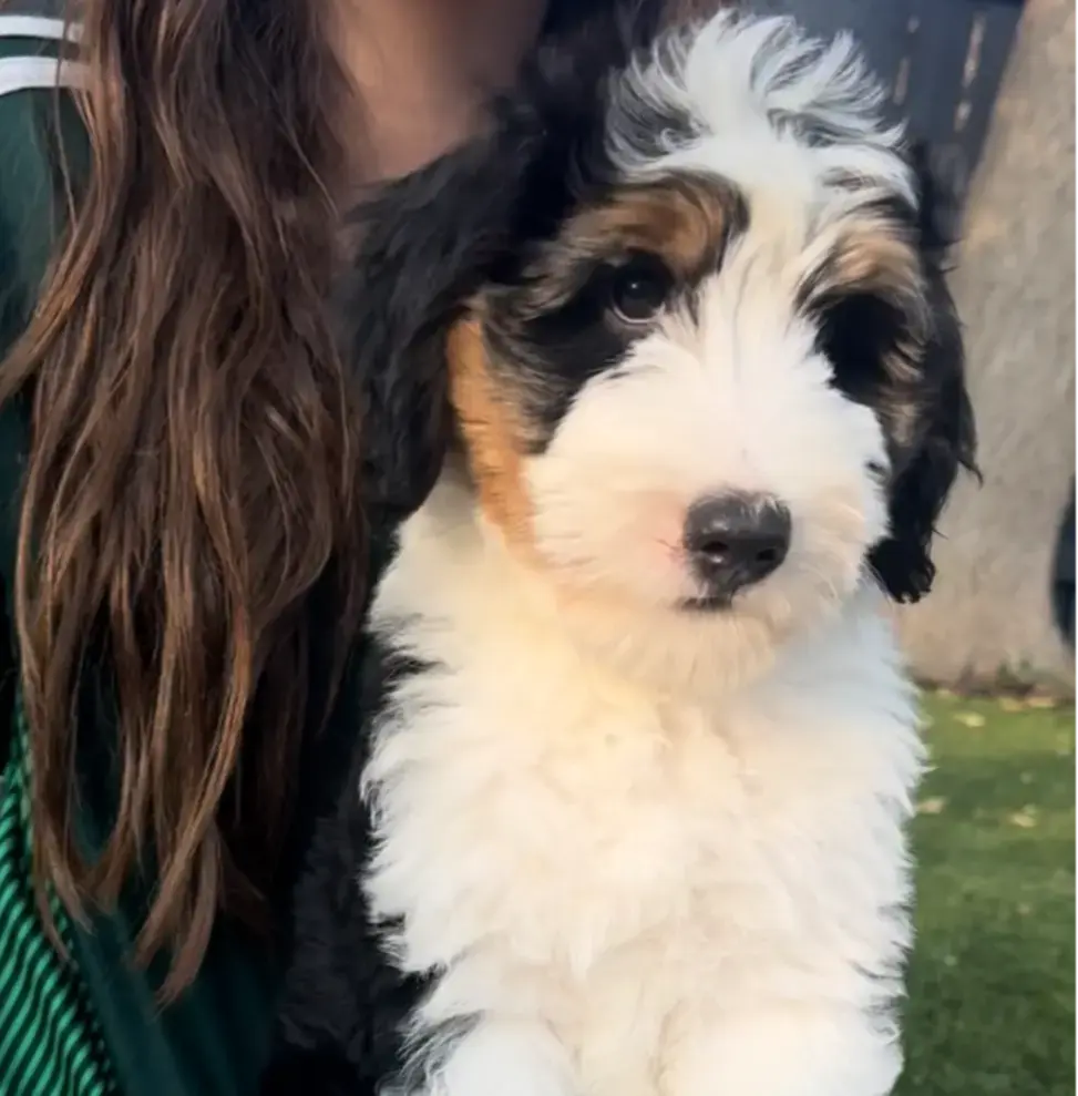 Mr. Green, a male Miniature Aussiedoodle for sale in San Antonio, TX – Photo 3 of 6