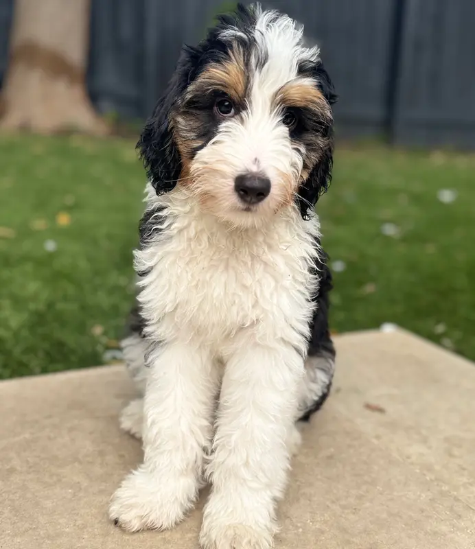 Mr. Green – Miniature Aussiedoodle puppy on hold in San Antonio, TX