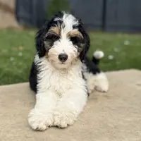 Mr. Green, a male Miniature Aussiedoodle for sale in San Antonio, TX – Photo 6 of 6