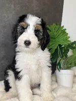 Mr. Green, a male Miniature Aussiedoodle for sale in San Antonio, TX – Photo 2 of 6