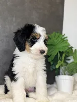 Mr. Green, a male Miniature Aussiedoodle for sale in San Antonio, TX – Photo 4 of 6