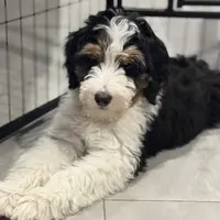 Mr. Green, a male Miniature Aussiedoodle for sale in San Antonio, TX – Photo 5 of 6