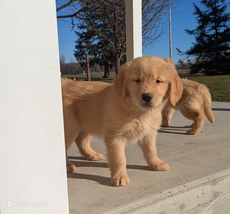 Milo – Golden Retriever puppy for sale in Savannah, NY