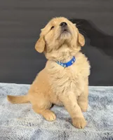 Milo, a male Golden Retriever for sale in Savannah, NY – Photo 3 of 3