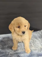 Milo, a male Golden Retriever for sale in Savannah, NY – Photo 2 of 3