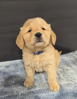 Milo, a male Golden Retriever for sale in Savannah, NY – Photo 1 of 3