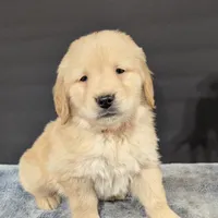 Cooper, a male Golden Retriever for sale in Savannah, NY – Photo 4 of 6