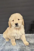 Cooper, a male Golden Retriever for sale in Savannah, NY – Photo 1 of 3