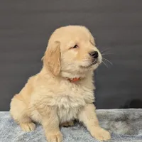 Cooper, a male Golden Retriever for sale in Savannah, NY – Photo 5 of 6