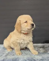 Cooper, a male Golden Retriever for sale in Savannah, NY – Photo 2 of 3