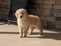Cooper, a male Golden Retriever for sale in Savannah, NY – Photo 2 of 6