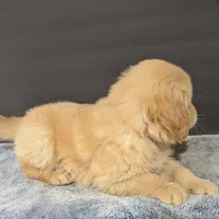 Cooper, a male Golden Retriever for sale in Savannah, NY – Photo 6 of 6