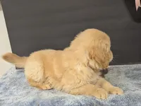 Cooper, a male Golden Retriever for sale in Savannah, NY – Photo 3 of 3