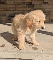 Cooper, a male Golden Retriever for sale in Savannah, NY – Photo 3 of 6