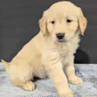 Charlie, a male Golden Retriever for sale in Savannah, NY – Photo 3 of 4