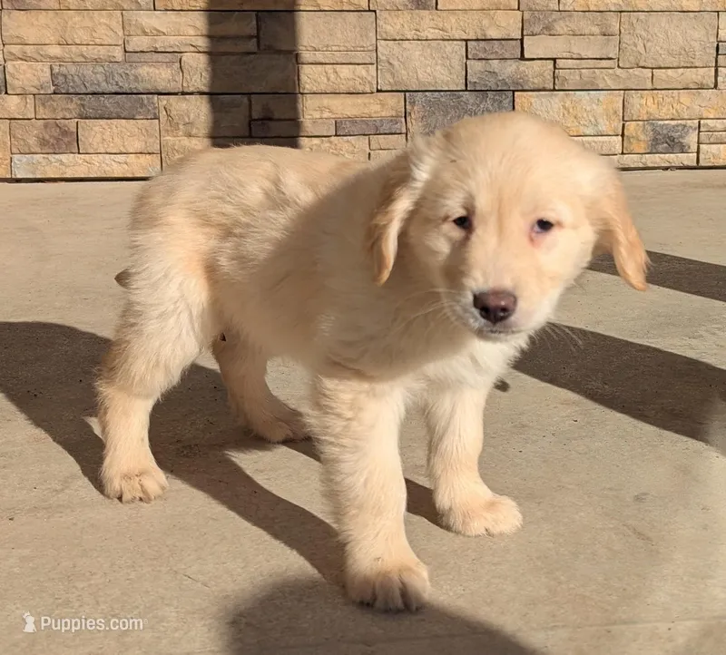 Charlie – Golden Retriever puppy for sale in Savannah, NY