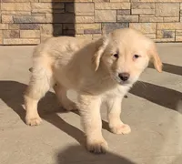 Charlie, a male Golden Retriever for sale in Savannah, NY – Photo 1 of 4