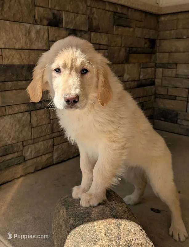 Charlie – Golden Retriever puppy for sale in Savannah, NY