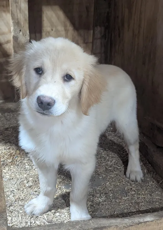 Charlie – Golden Retriever puppy for sale in Savannah, NY