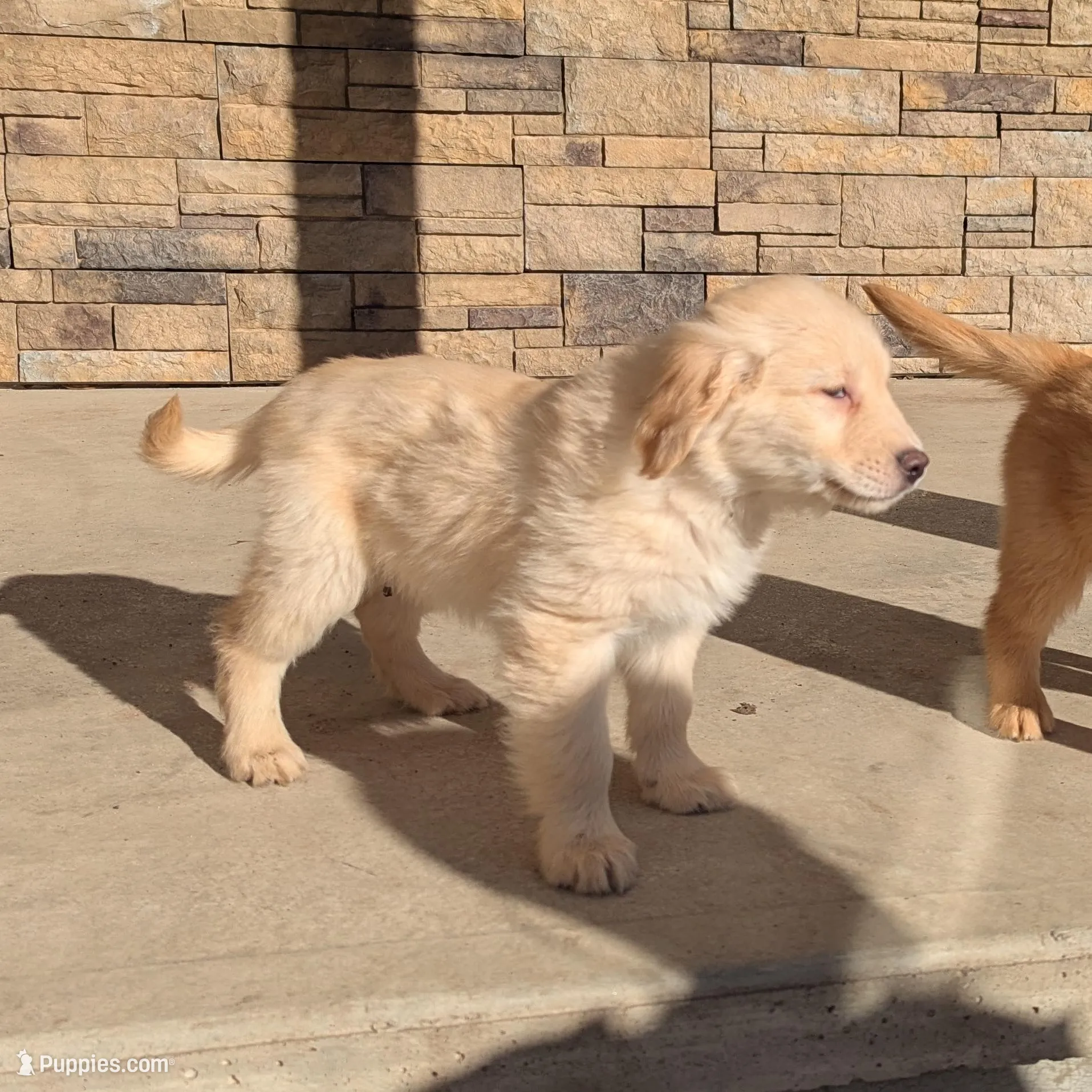 Charlie, a male Golden Retriever for sale in Savannah, NY – Photo 2 of 4