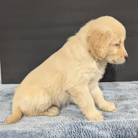 Charlie, a male Golden Retriever for sale in Savannah, NY – Photo 4 of 4