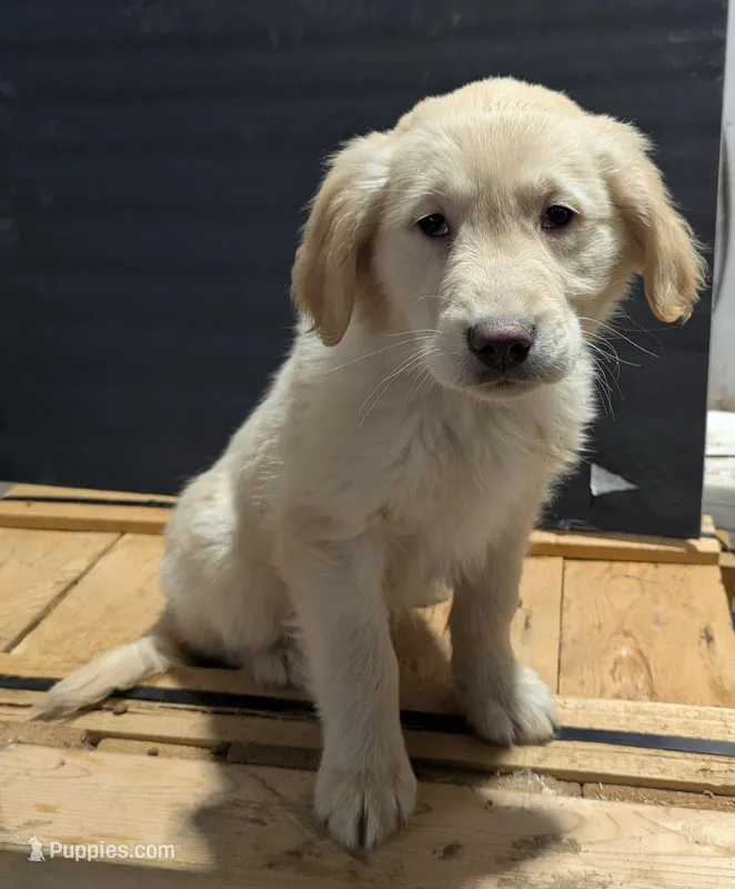 Charlie – Golden Retriever puppy for sale in Savannah, NY