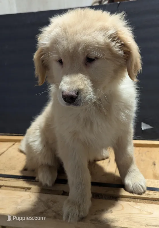 Buddy  – Golden Retriever puppy for sale in Savannah, NY