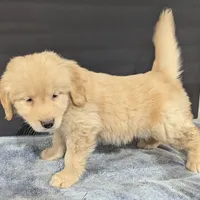 Buddy , a male Golden Retriever for sale in Savannah, NY – Photo 4 of 4