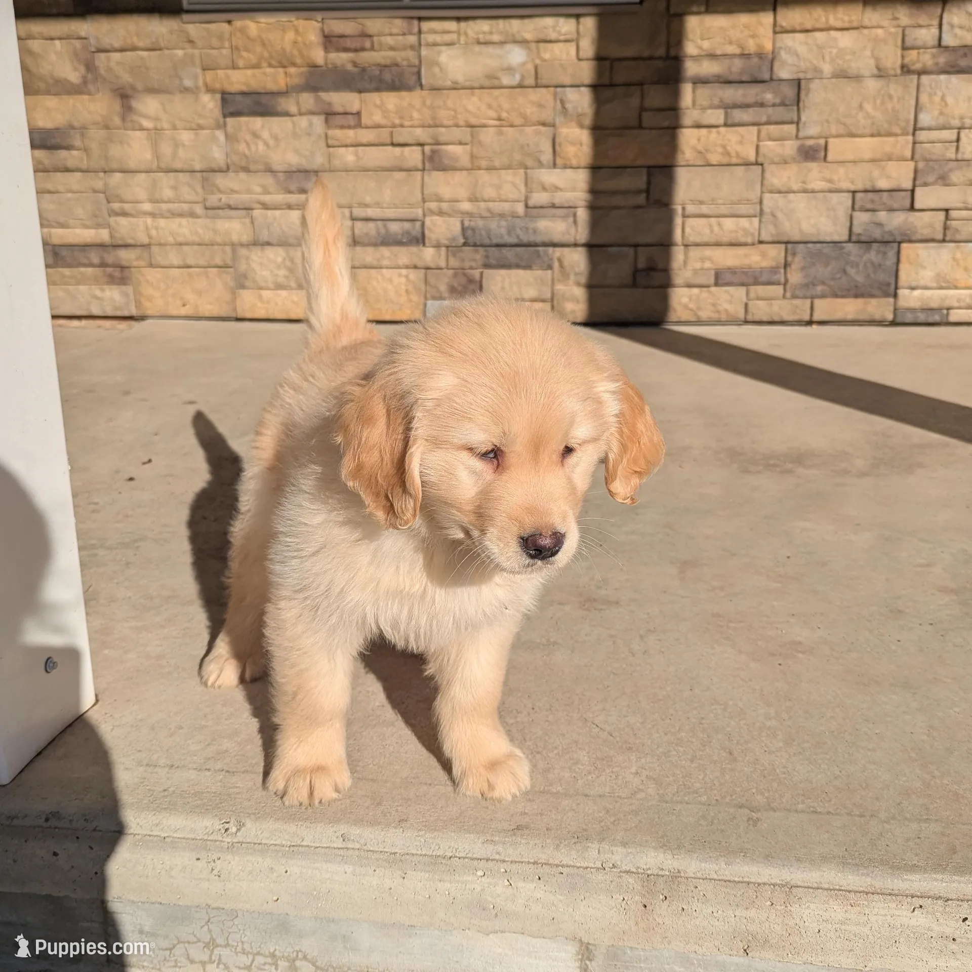 Buddy , a male Golden Retriever for sale in Savannah, NY – Photo 2 of 4
