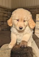 Buddy , a male Golden Retriever for sale in Savannah, NY – Photo 1 of 4