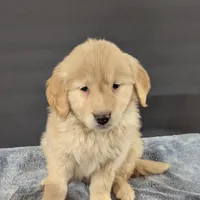 Buddy , a male Golden Retriever for sale in Savannah, NY – Photo 3 of 4