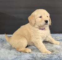 Nikki, a female Golden Retriever for sale in Savannah, NY – Photo 2 of 3