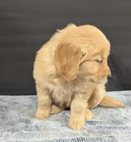 Daisy, a female Golden Retriever for sale in Savannah, NY – Photo 3 of 3