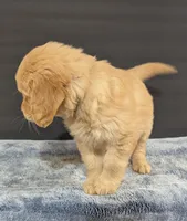 Daisy, a female Golden Retriever for sale in Savannah, NY – Photo 2 of 3