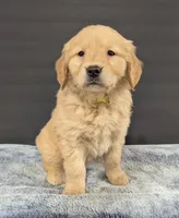 Daisy, a female Golden Retriever for sale in Savannah, NY – Photo 1 of 3