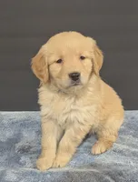 Chloe, a female Golden Retriever for sale in Savannah, NY – Photo 1 of 3