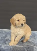 Chloe, a female Golden Retriever for sale in Savannah, NY – Photo 3 of 3