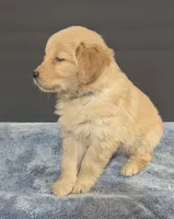 Chloe, a female Golden Retriever for sale in Savannah, NY – Photo 2 of 3