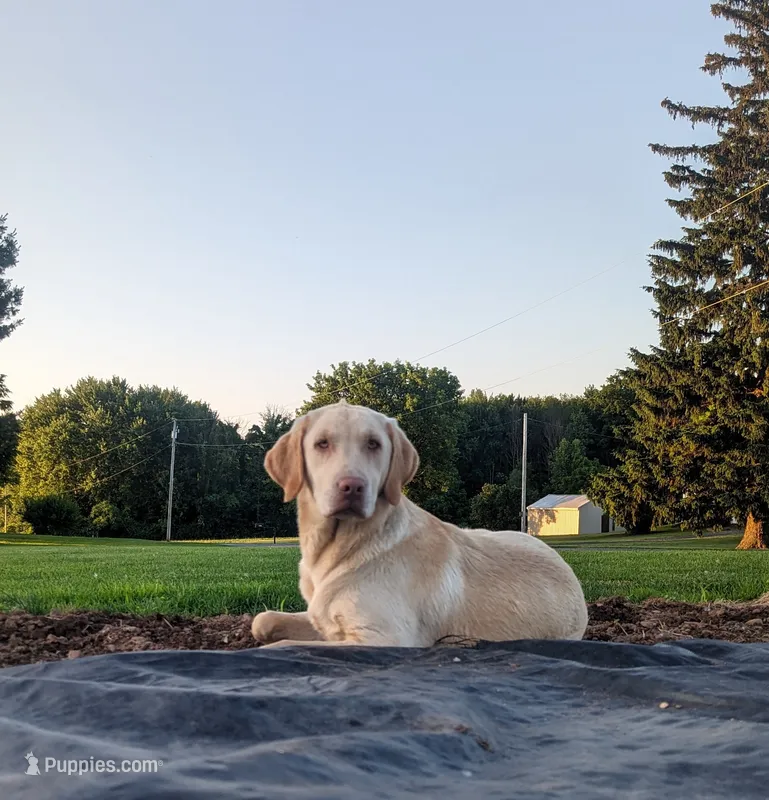 Creamer – Labrador Retriever puppy for sale in Savannah, NY