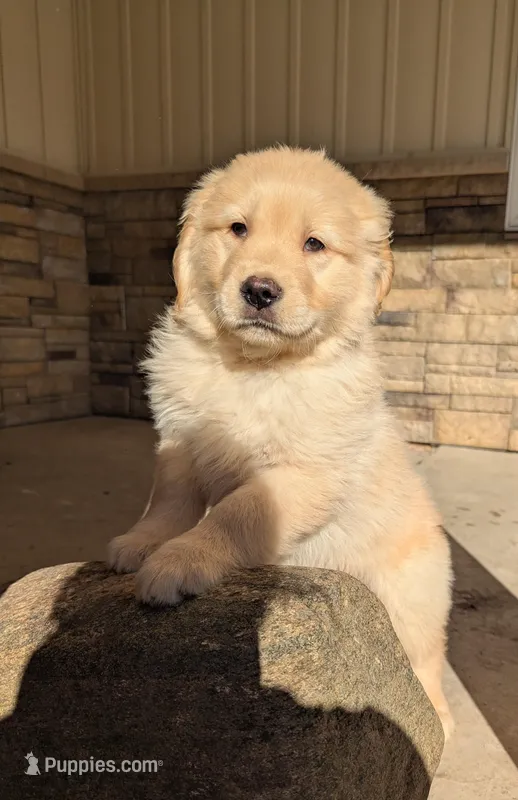 Duke – Golden Retriever puppy for sale in Savannah, NY