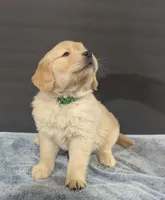 Duke, a male Golden Retriever for sale in Savannah, NY – Photo 3 of 3