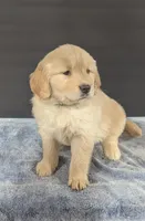 Duke, a male Golden Retriever for sale in Savannah, NY – Photo 2 of 3