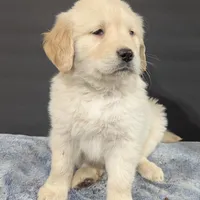 Hunter, a male Golden Retriever for sale in Savannah, NY – Photo 3 of 6