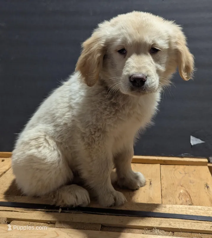Hunter – Golden Retriever puppy for sale in Savannah, NY