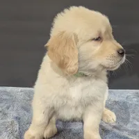 Hunter, a male Golden Retriever for sale in Savannah, NY – Photo 6 of 6